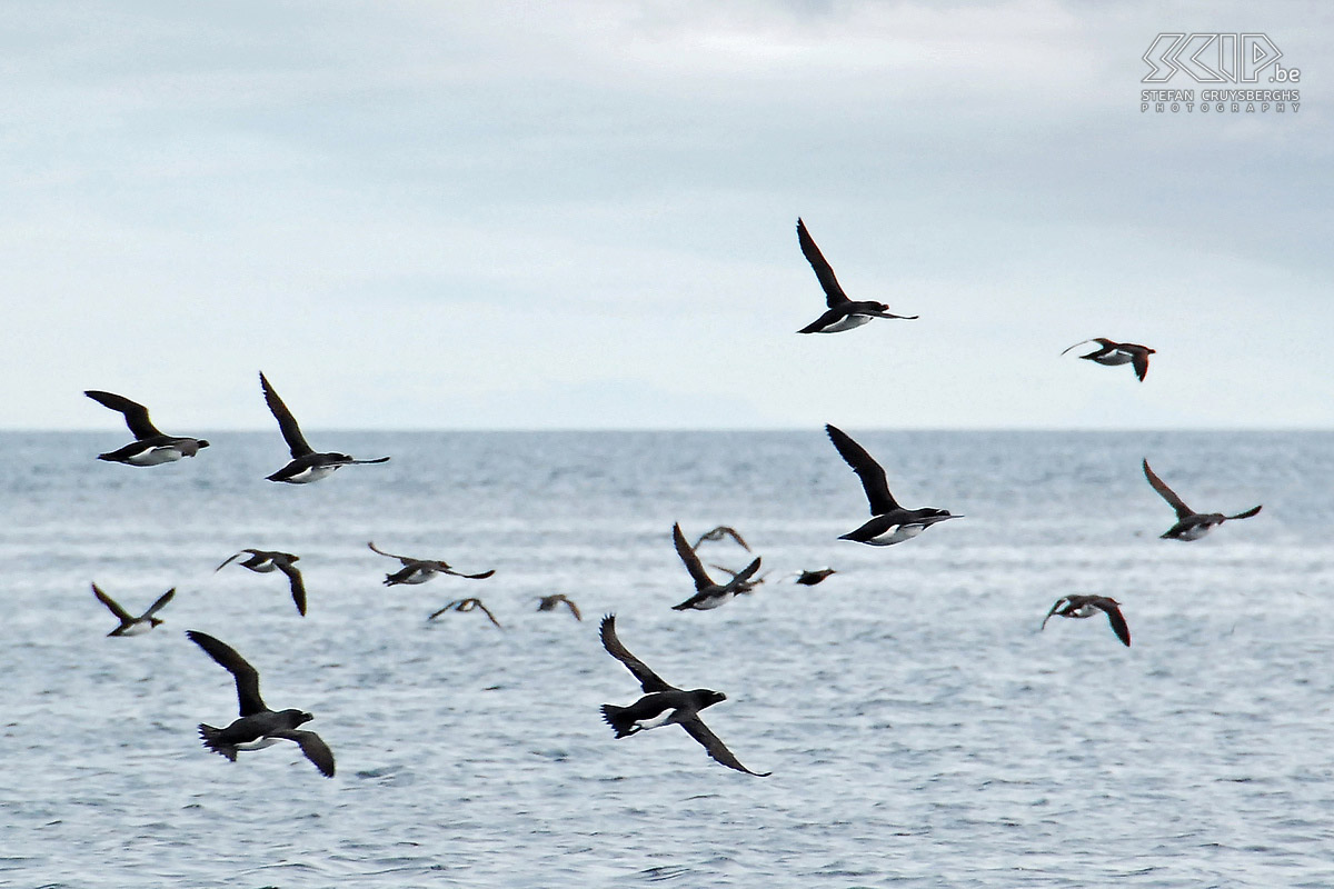 Zodiac tour - Auks We take a zodiac trip around the southern rock coasts of Vaerøy. There are loads of seagulls, auks, guillemots, cormorant and puffins. The auks soar high above when we pass with the zodiac. Stefan Cruysberghs